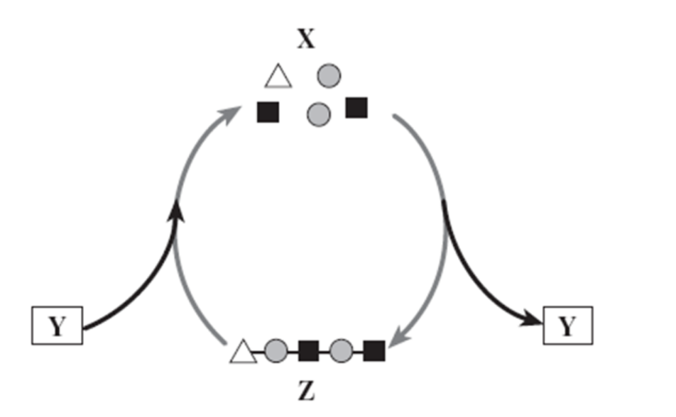 <p>X, Y, Z in the diagram below would be (in order)</p>