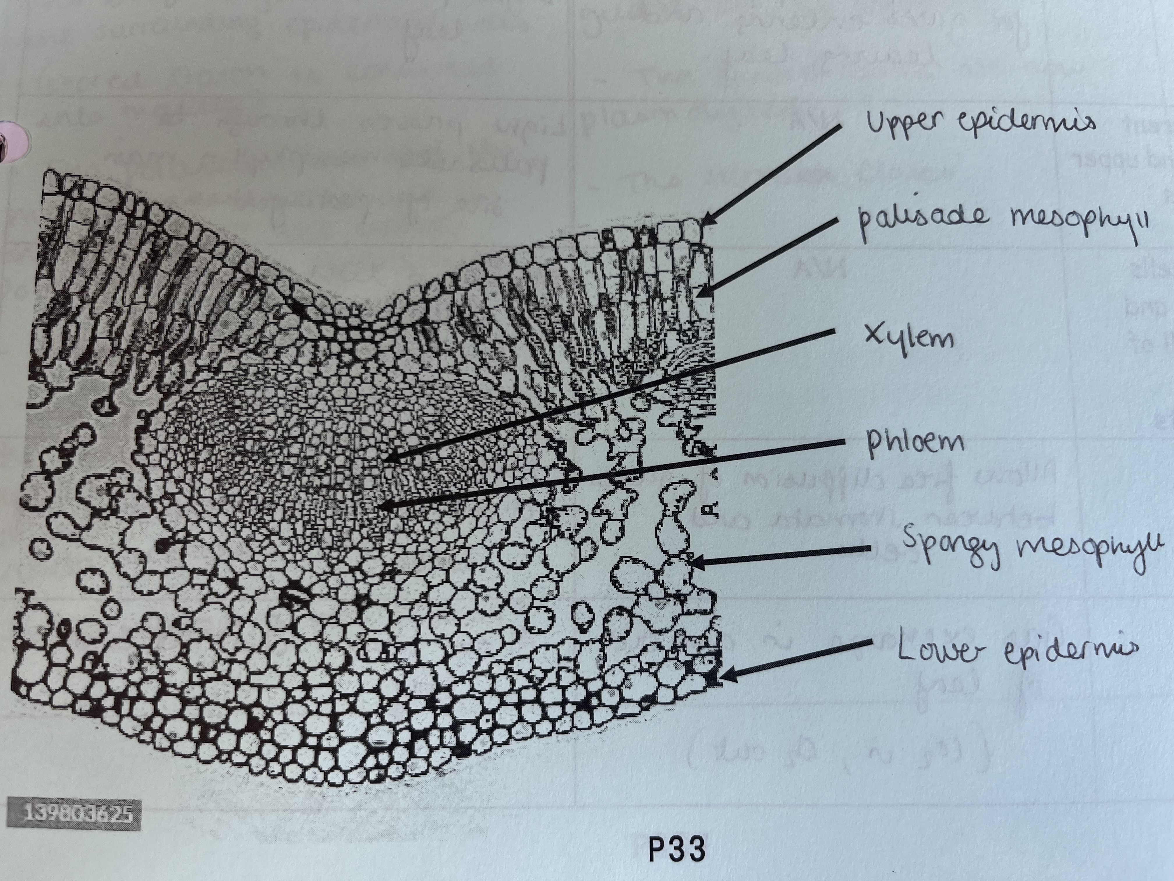 knowt flashcard image