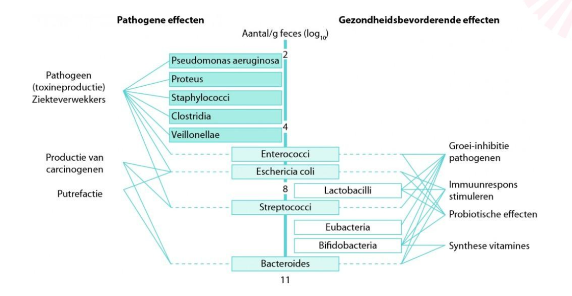 <ul><li><p>4 dominanten</p></li><li><p>500 - 1000 verschillende species — iedereen unieke samenstelling/verschillend</p></li></ul><p></p>