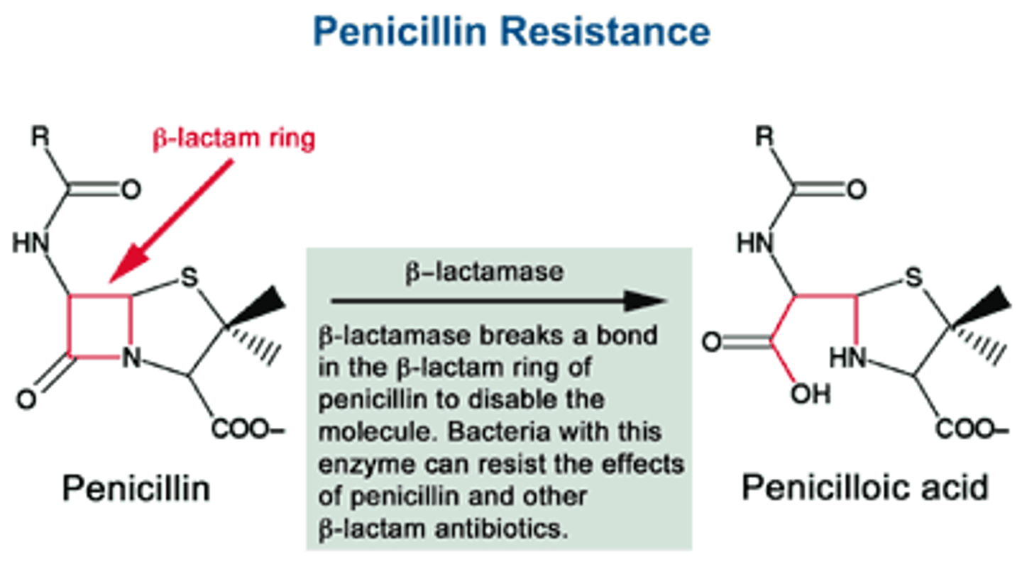 <p>bac produce enzyme to block antibiotics</p>