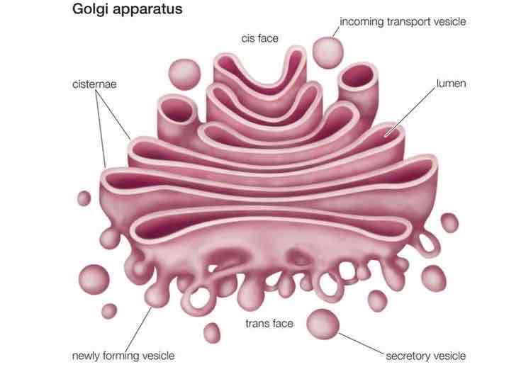 <p>sorts and packages proteins and other molecules for transport out of the cell, make and secrete mucus (cells secrete a lot, i.e intestine cell have many of golgi)</p>