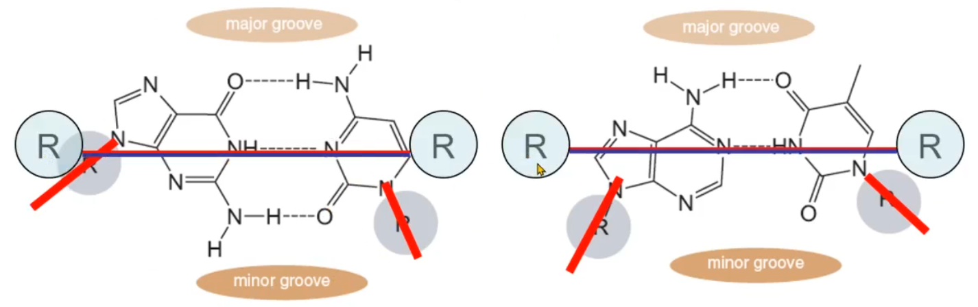 <p>because of the attachment of bases to sugar is asymmetrical, this results in the minor and major grooves forming, if the attachment was straight, they would not form</p>
