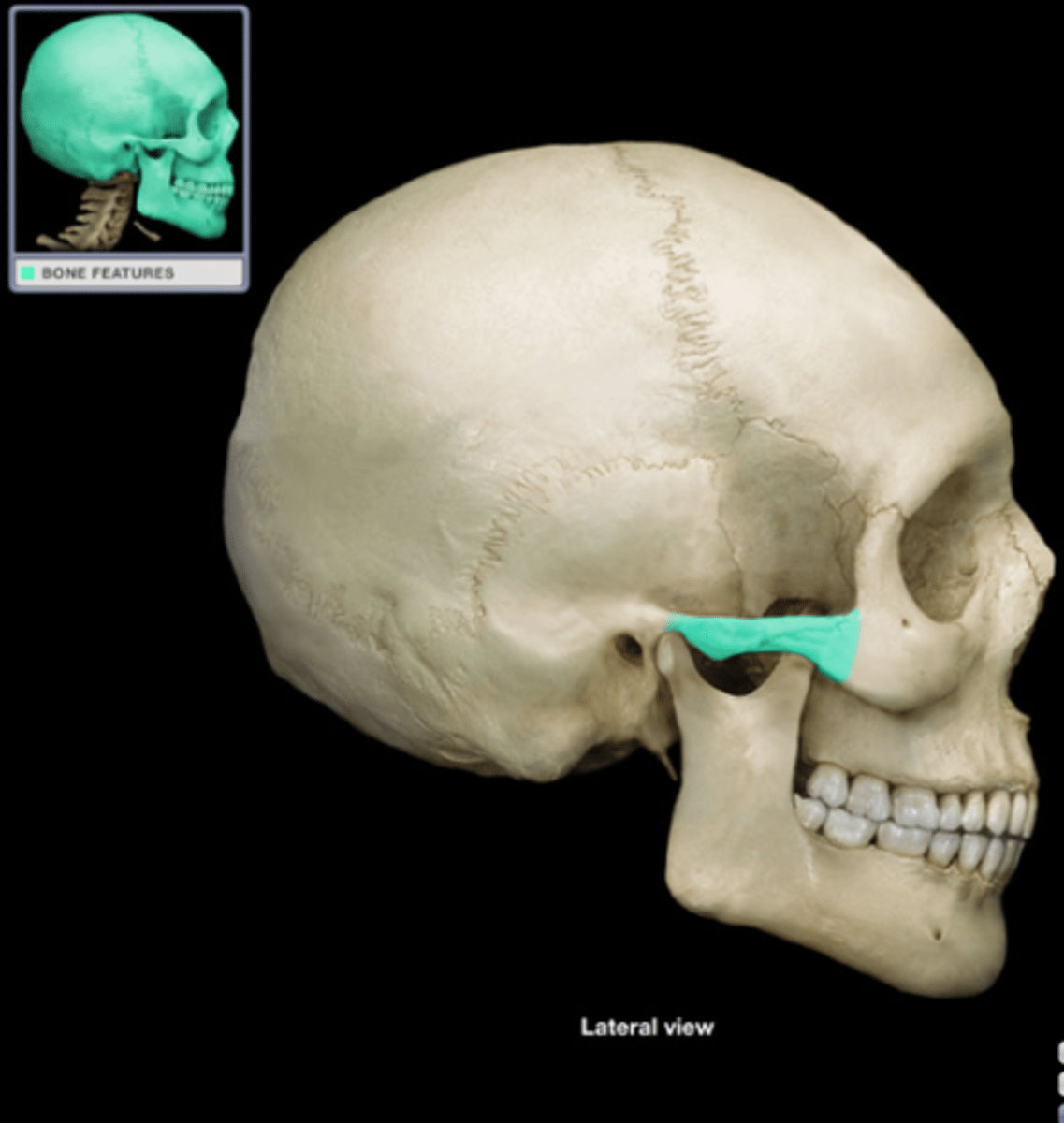 knowt flashcard image