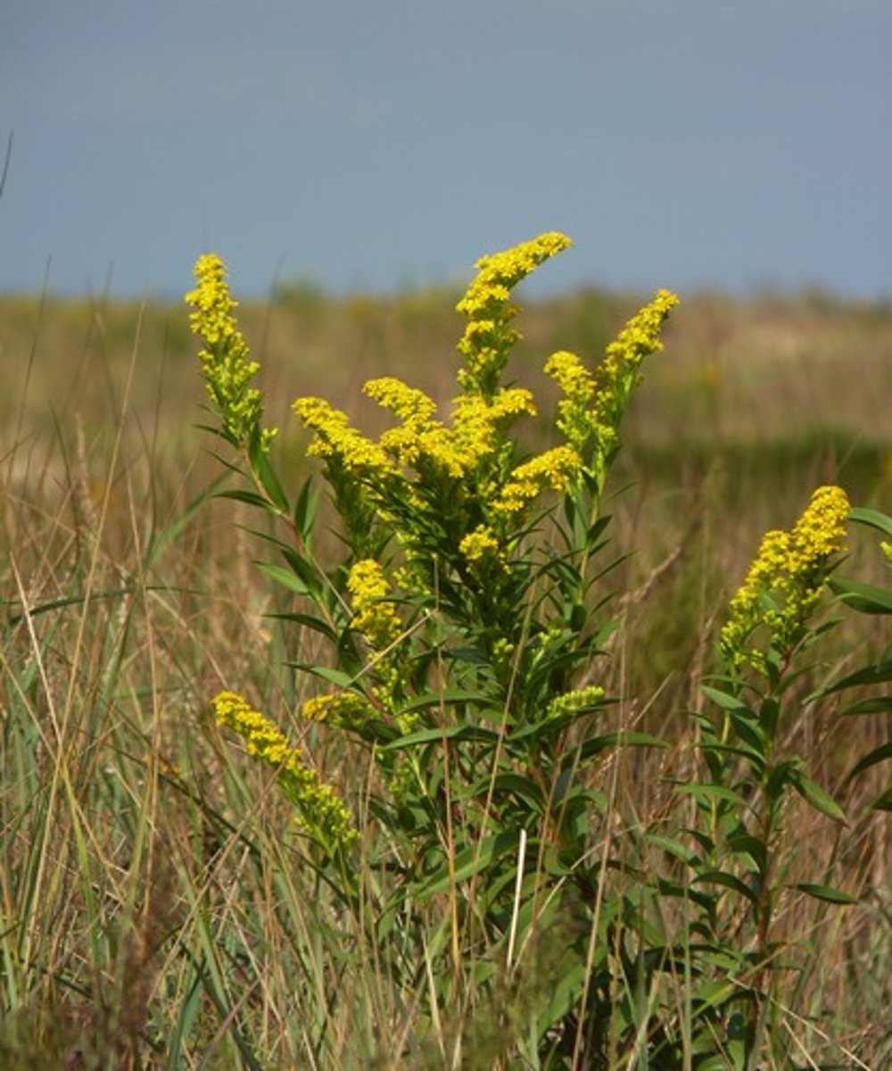<p>-glabrous<br>-dark purple spots<br>-leaves larger at the base than at the top<br>-yellow radiate heads</p>