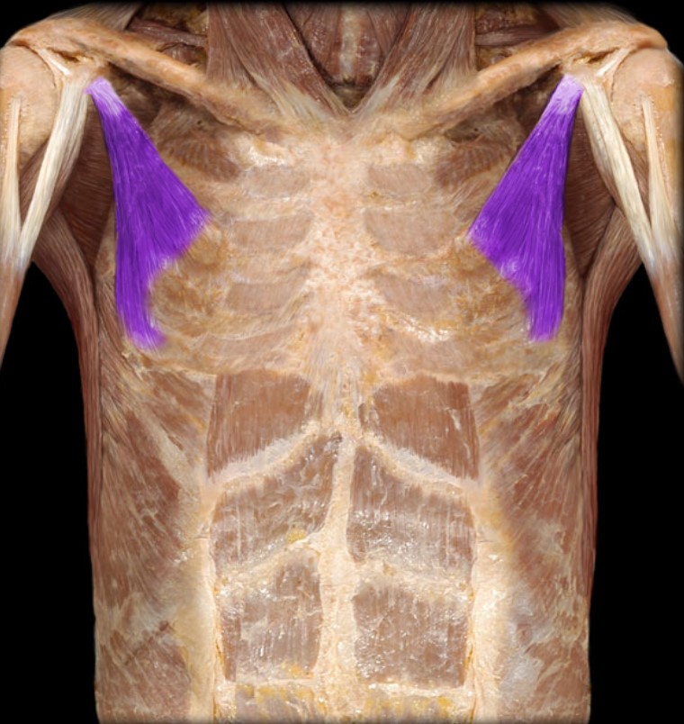 <p>Name the muscle highlighted (two words - all lowercase)</p>