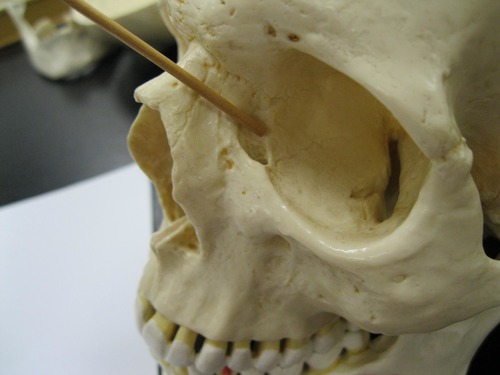 structure, what bone it's found on