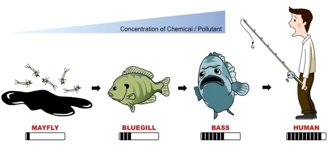 <p>The increase in a chemical concentration in animal tissues as the chemical moves up the food chain.</p>