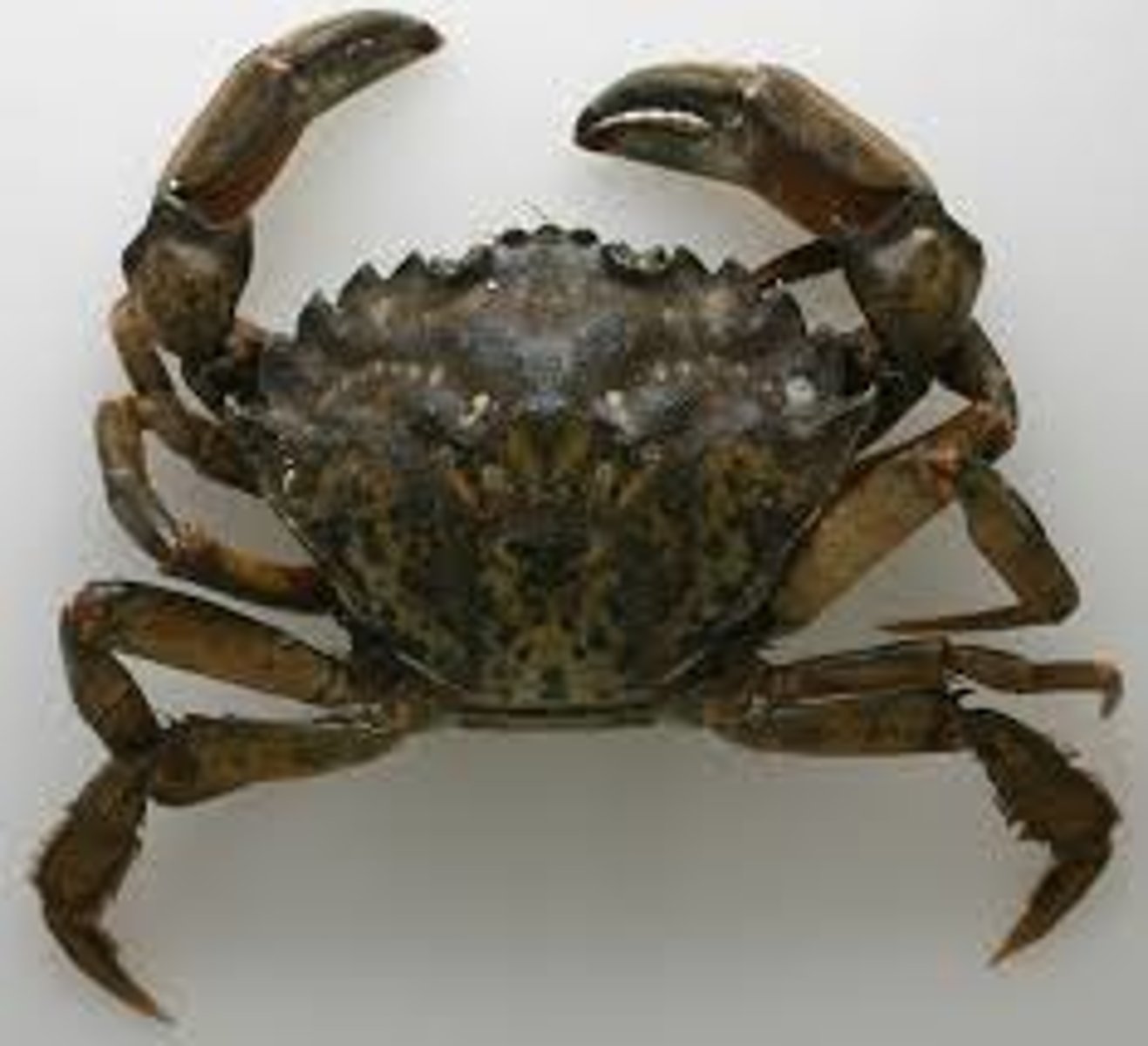 <p>invasive species in Maine, carapace has five spines and is shaped like a pentagon, fast and good at eating bivalves</p>