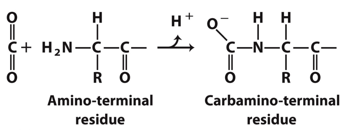 <ul><li><p>15-20% as carbamate on amino  terminal residues</p><ul><li><p>yields a proton → Bohr affect</p></li><li><p>forms additional salt bridges, stabilising T state</p></li></ul></li><li><p>CO2 release in lungs favours the R state</p></li></ul><p></p>
