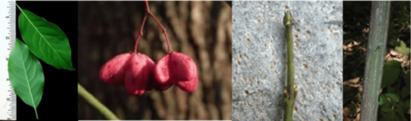 <p>Leaves: opposite, simple, 2-5 in. long, oblong-ovate w/ sharp point, serrulate. Can be pubescent beneath, always glabrous above. </p><p>Twigs: green/reddish-green; on fast growing twigs, can develop ridges like most Euonymus species. </p><p>Buds: terminals sharply pointed, ovoid with loose-fitting scales (sometimes). </p><p>Fruit: very distinctive obvious; bright pink capsules split to reveal orange-red arils (like Magnolia). Persist into late fall. </p><p>Form/Silvics: shrub/small tree up to 25’. Very adaptable prefers full sun; can display beautiful red fall color. Species name refers to dark purple flowers.</p>