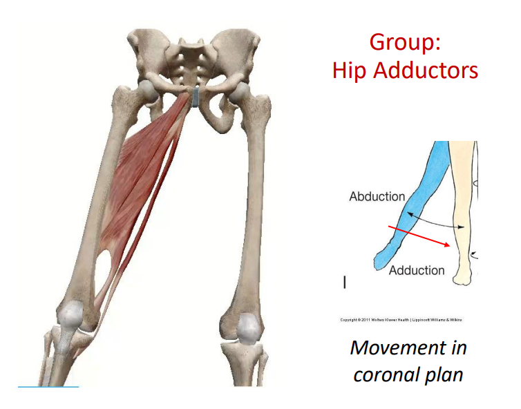 <p>Group: Hip adductors</p>