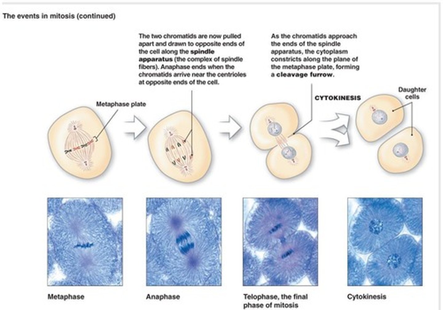 <p>Division of the cytoplasm in a cell.</p>