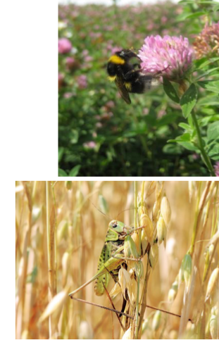 <p>arthropods in subphylum hexapoda, insects, successful, most undergo metamorphosis, 3 segments of head, thorax and abdomen, mostly lay eggs, internal fertilization&nbsp;</p>