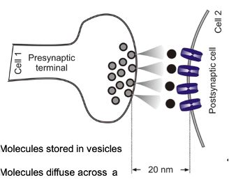 <ul><li><p><span>Molecules stored in vesicles are released from one cell onto another to produce an effect</span></p></li><li><p class="MsoNormal"><span>Molecules diffuse across a “gap” between cell membranes</span></p><ul><li><p class="MsoNormal"><span>~20nm distance</span></p></li></ul></li><li><p class="MsoNormal"><span>Signalling: relatively slow (~0.5msec)</span></p><ul><li><p class="MsoNormal"><span>Puts a ‘break’ on one cells ability to affect another</span></p></li></ul></li><li><p class="MsoNormal"><span>Unidirectional</span></p><ul><li><p class="MsoNormal"><span>Post-synaptic cell may release a retrograde transmitter which will affect the pre-synaptic cell</span></p></li></ul></li><li><p class="MsoNormal"><span>Majority of synaptic transmission in the nervous system occurs via these synapses</span></p></li></ul><p></p>