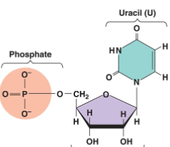 <p>Is this DNA or RNA</p>