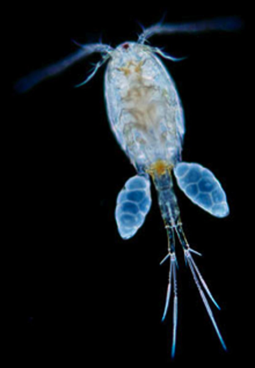 <p>watervlo</p>