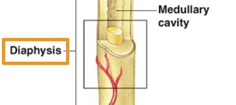 <p>Medullary cavity</p>