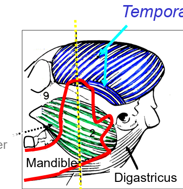 <ul><li><p>origin on <strong>cranium lateral surface</strong></p></li><li><p>insertion on<strong> coronoid process</strong></p></li><li><p>pulls mandible <strong>dorsally</strong></p></li><li><p>some fibres pull mandible r<strong>ostrally some caudally</strong></p></li></ul><p></p>