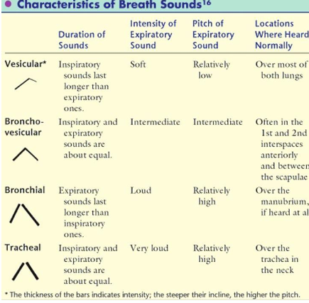 <p>Vesicular breath sounds</p>