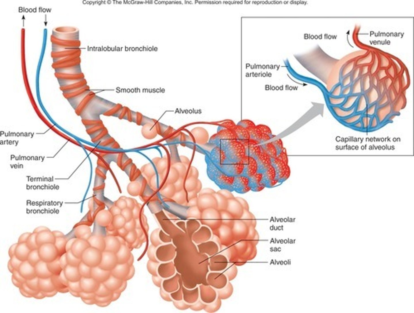 <p>Has a large surface area, a good blood supply, is well ventilated for gas exchange and has a thin membrane for diffusion</p>