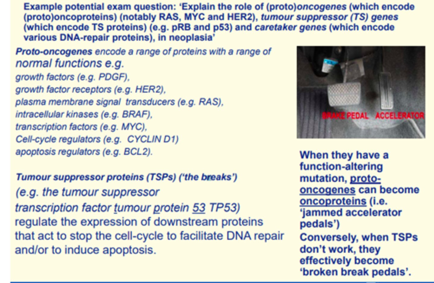 <p>Proto-oncogenes encode a range of proteins with a range of normal functions e.g., growth factor (e.g. PDGF).</p><p>Tumor suppressor proteins (TSPs) are the breaks e.g., the tumour suppressor transcription factor tumour protein 53 (TP53) regulates the expression of downstream proteins that act to stop the cell-cycle to facilitate DNA repair and/or induce apoptosis.</p><p>When they have a function-altering mutation, proto-oncogenes can become oncoproteins (jammed accelerator pedals).</p><p>Conversely, when TSPs don't work, they effectively become 'broken break pedals'.</p>