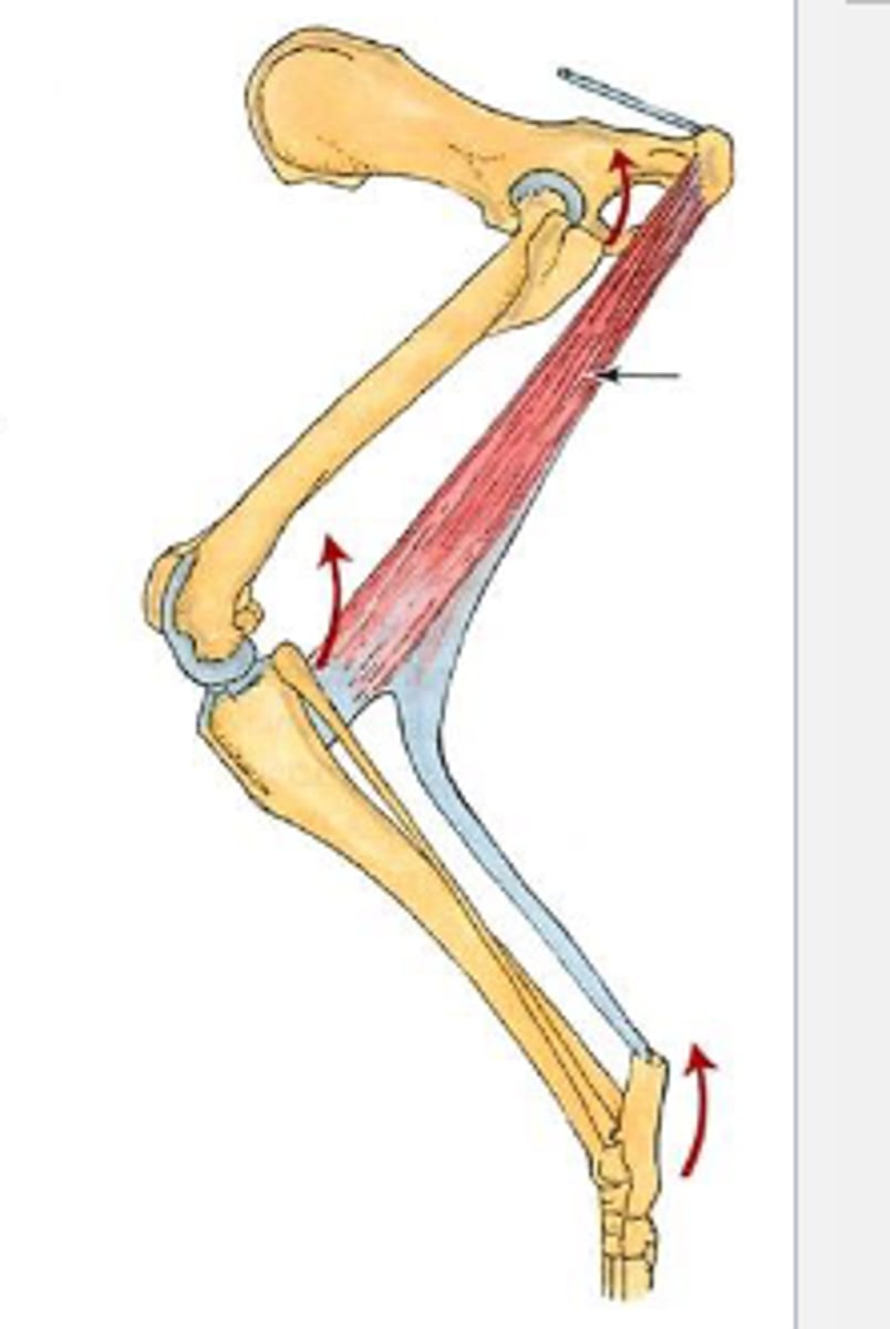 <p>Insertion of semitendinosus:</p>