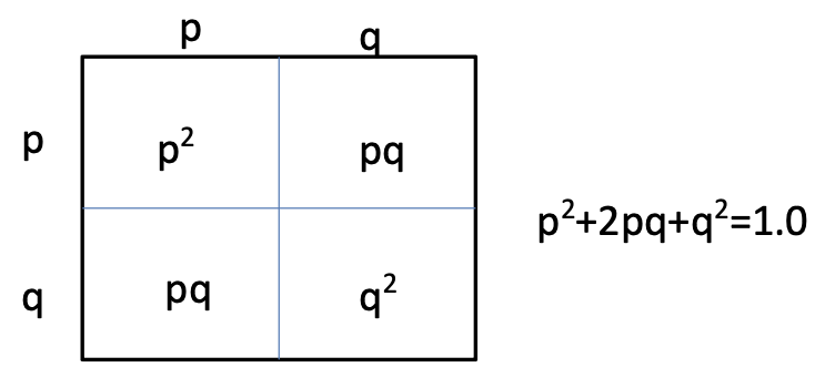 <p>p<sup>2</sup>+2pq+q<sup>2</sup>= 1.0</p>
