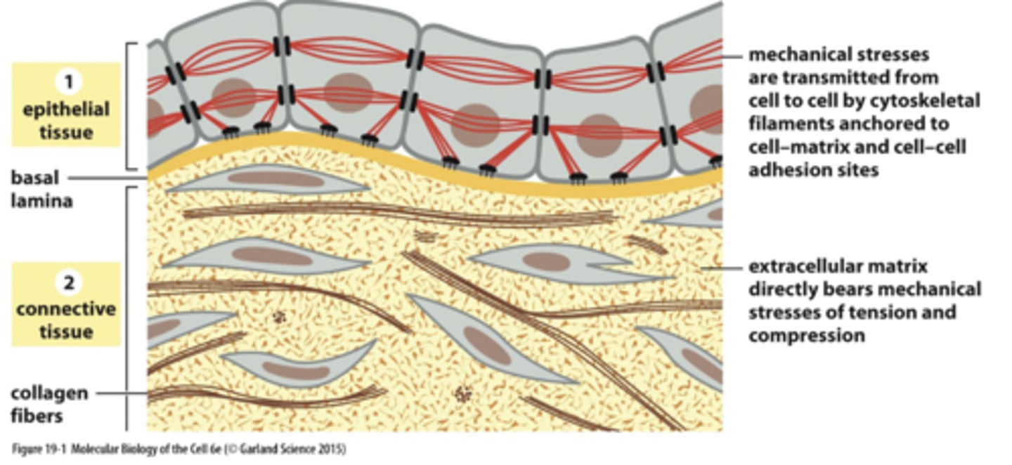 <p>1. h as a lot of extracellular matrix (ECM), which is a secreted networkof proteins and polysaccharides</p><p>2. frequently rich in collagen; bears most of the mechanical stress, </p><p>3. providessupport; strong attachments with the ECM (through cell-matrix junctions) by cytoskeleton and few direct attachments with each other.</p>