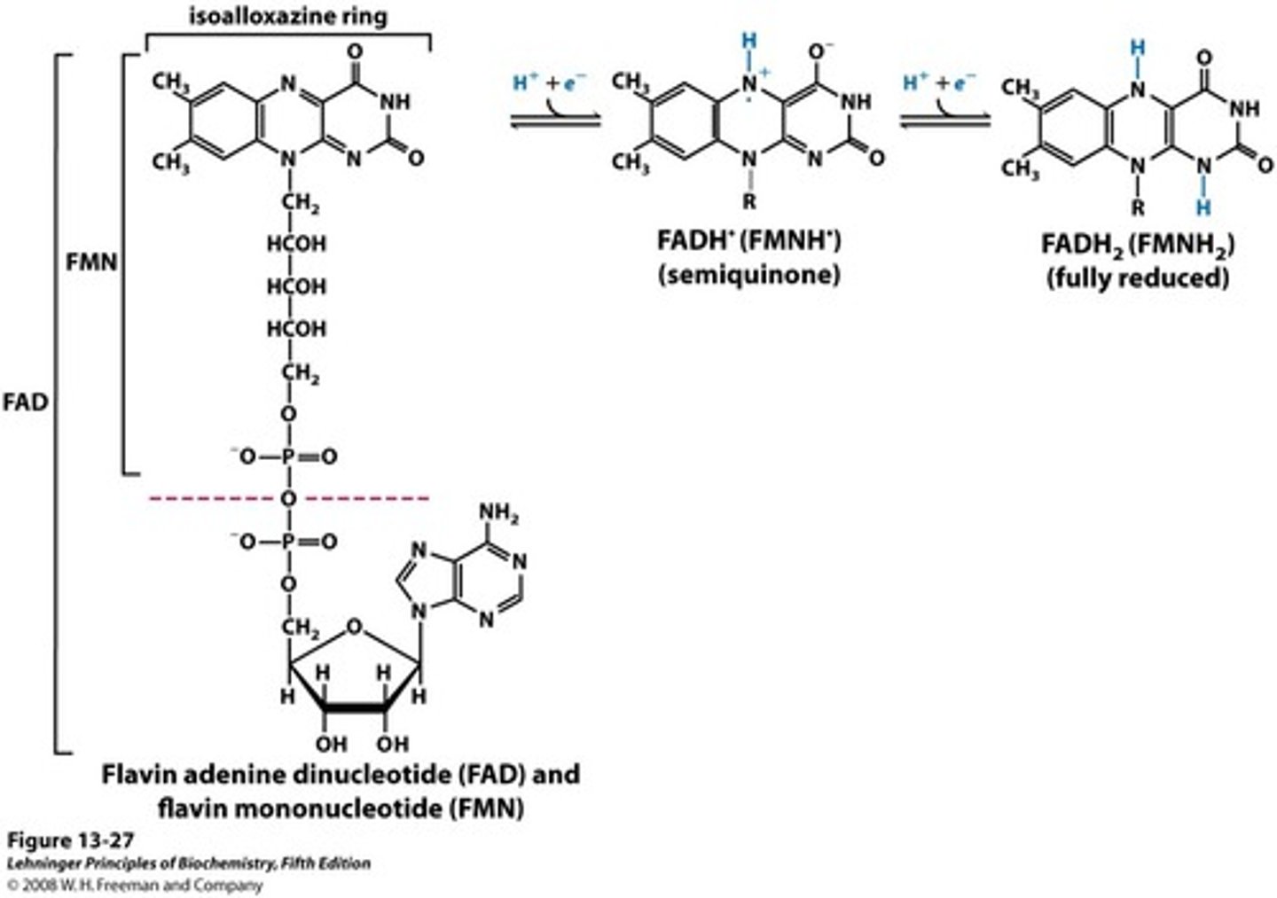 <p>Flavin mononucleotide</p><p>derived from riboflavin (Vitamin B2)</p><p>Part of the entire FAD</p><p>Can undergo reduction w/ two hydrogen atoms (FMNH2) or one hydrogen (semi-quinone FMNH)</p><p>Tend to stay with an enzyme as a prosthetic group due to their covalent and tight binding (flavoproteins)</p>