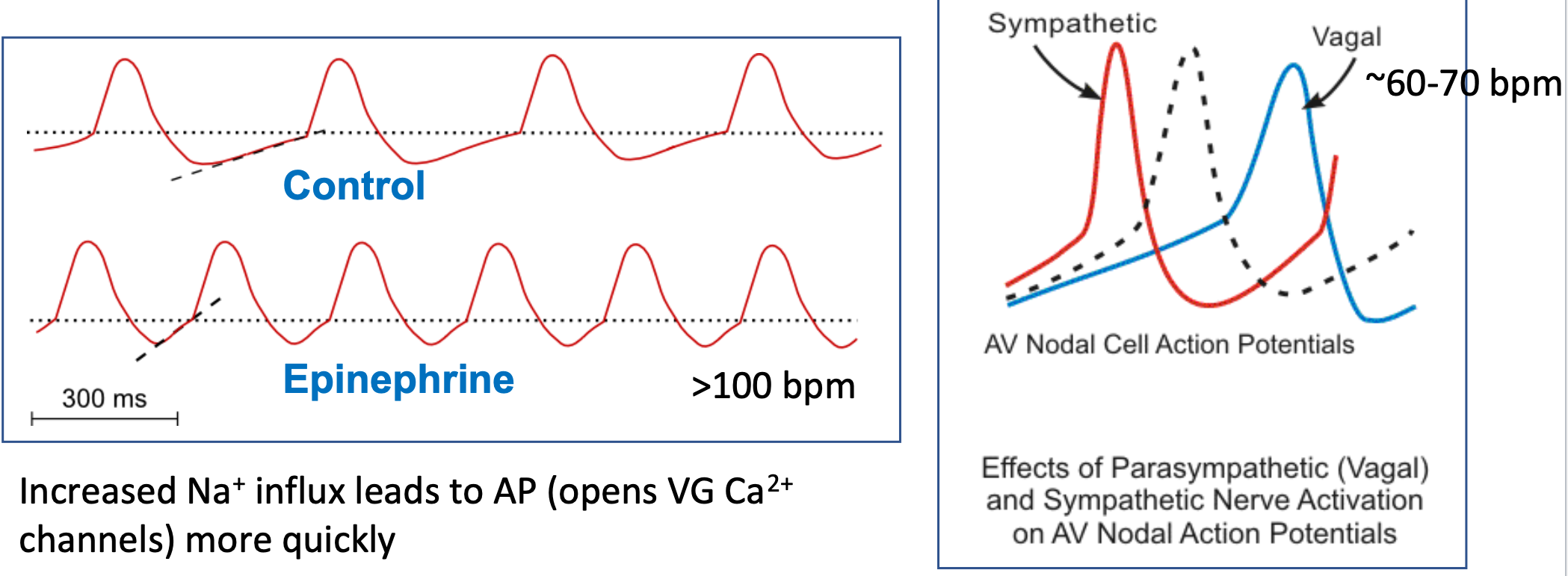 <ol><li><p>Autonomic control of heart rate occurs by changing the slope of the pacemaker potential</p></li><li><p>Increased Na+ influx leads to AP</p><ol><li><p>Opens VG Ca2+ channels more quickly</p></li></ol></li><li><p>Vagal nerve stimulation slows the SA node pacemaker to “resting heart rate”</p></li></ol>