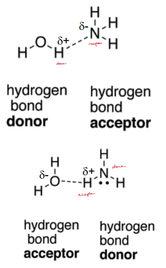 <ul><li><p>Donors: N-H, O-H, and S-H (S not as strong). </p></li><li><p>Acceptors: -O-, -N-, and -S- (S not as strong).</p></li></ul><p></p>