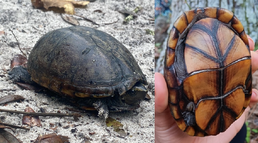 <p>Striped Mud Turtle, FL native, live in E USA, striped shell and head, triangular scutes on plastron</p>