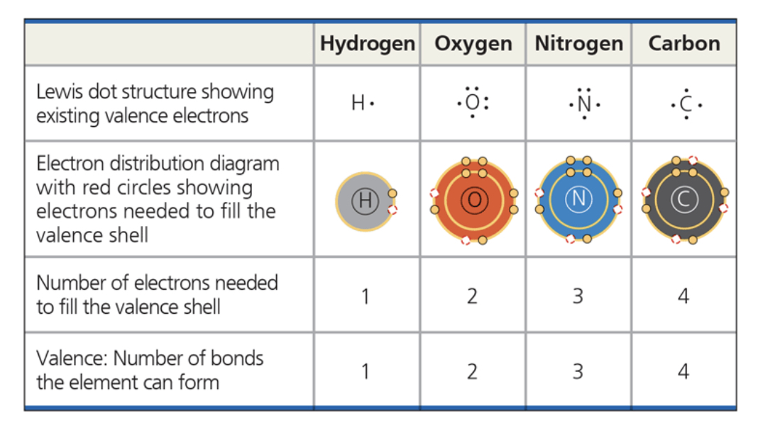 <p>hydrogen, oxygen, nitrogen - 4 main atoms in org mols</p>