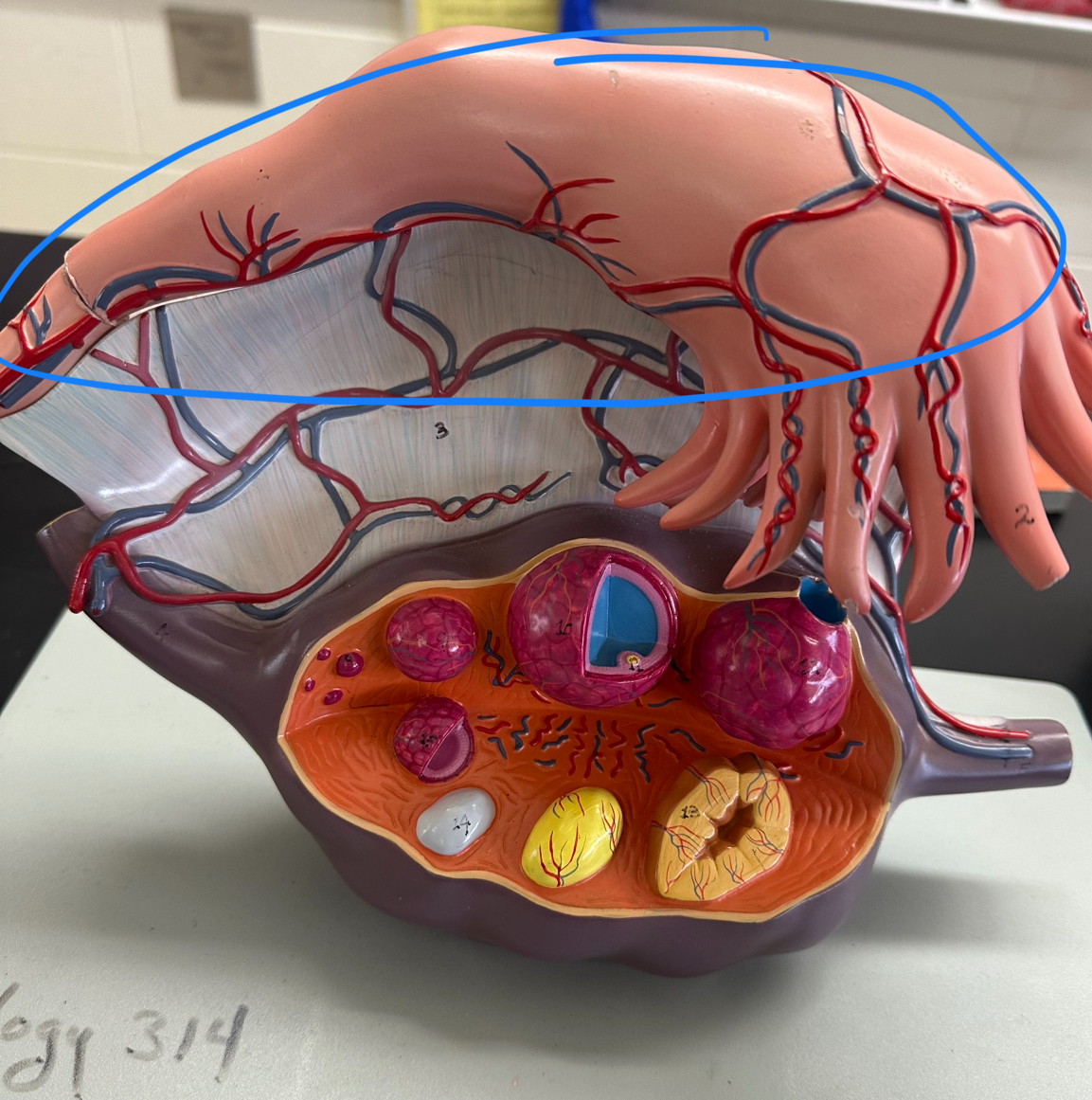 <p>Fallopian tube</p>