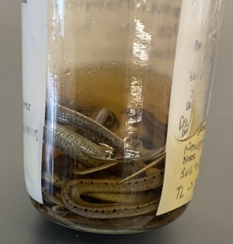 <p>Storeria dekayi</p><p>DeKay's Brownsnake</p><p>Not assessed</p><p>Family Colubridae</p><p>Small</p><p>2 rows of black spots on body that is outlining/bordering a lighter beige dorsal stripe</p><p>Blue belly</p><p>They are hard to find</p><p>Body is grey-beige in colour</p><p>Dark bar begin either side of the head</p><p>Small dark blotch beneath the eye can be ssen</p><p>Found in urban environments beneath wood, rocks or leaves</p><p>if threatened they may flatten its body to appear larger and release an odorous fluid from its cloaca</p><p>Scales are keeled</p>