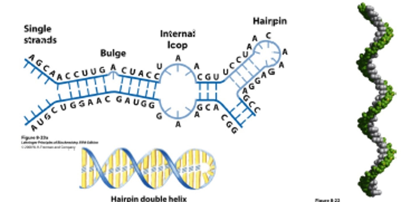 <p>The amino acid sequence ultimately determine the __ _________ of proteins.</p>
