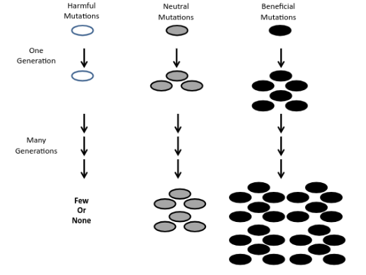 <ul><li><p><strong>Harmful</strong>: causes disorders or death</p></li><li><p><strong>Indifferent</strong>: neither beneficial nor harmful</p></li><li><p><strong>Beneficial: </strong>very rare, increase ab individual’s chance of sruvival and chances of reproductive success. These individuals have more children who carry the same mutations, therefore that mutation accumulates in the population.</p></li></ul><p></p>