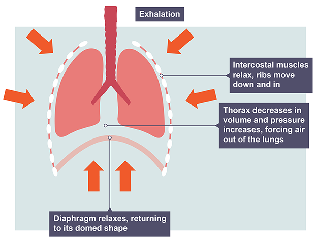 <ol><li><p>Diaphragm relaxes &amp; curves upwards &amp; the intercostal muscles relax, allowing ribs to move down &amp; in</p></li><li><p>This decreases the volume of the thorax &amp; the lungs, &amp; allows the alveoli &amp; bronchioles to shrink by elastic recoil</p></li><li><p>This increases the pressure of air in the alveoli above atmospheric, causing air to flow out down a pressure gradient </p></li></ol><p></p>