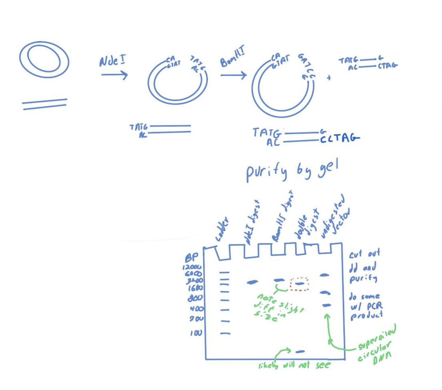 <p>size of the plasmid since a portion has been removed.</p><p>FALSE. it is difficult to see.</p>