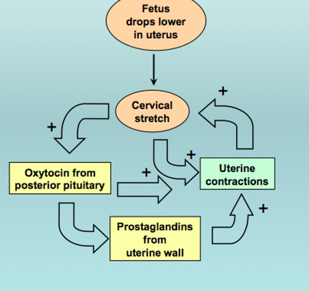 <p>Act of giving birth. commonly referred to as Labour.</p>