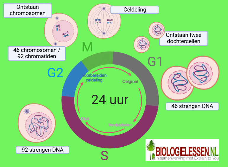 <p>G1-fase, S-fase en G2-fase.</p>