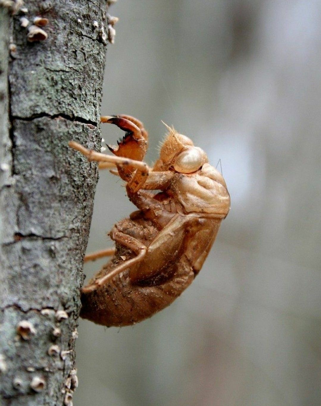 <p>Cicada shell</p>