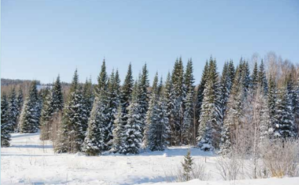 <p>Characterized by coniferous trees which are much more well adapted to the long cold moistwinters</p>