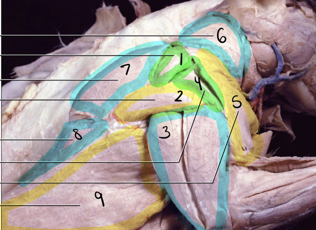 <p>8</p>