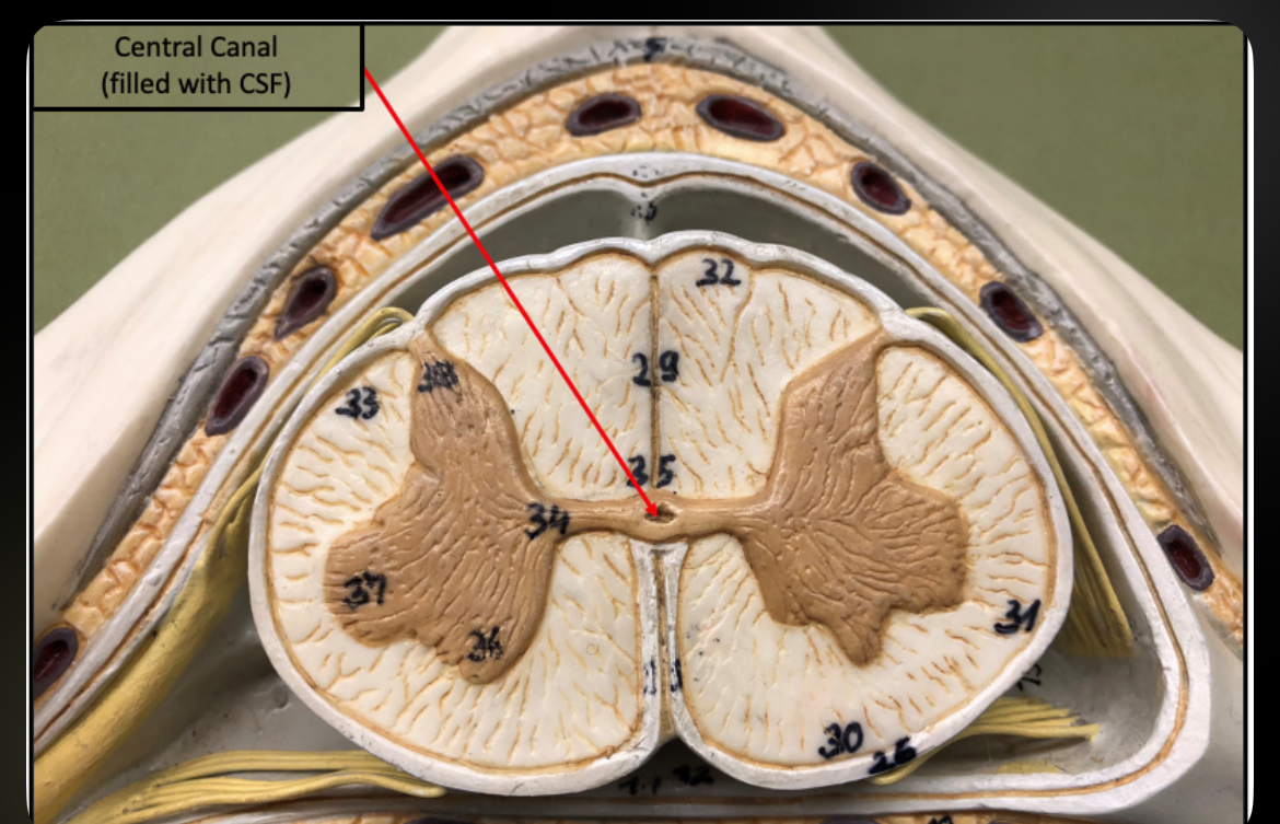 <p>Central Canal (Spinal Cord)</p>