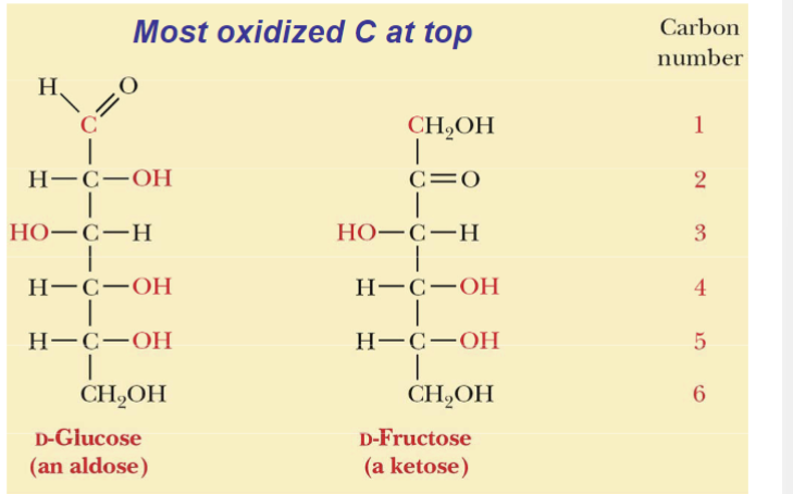 <p>D-glucose (aldose)</p><p>D-fructose (ketose)</p>