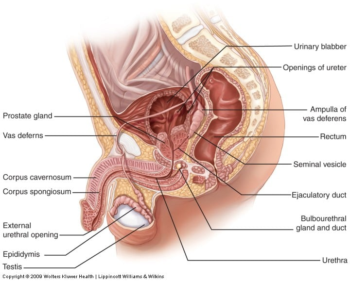 <p></p><p>Result of parasympathetic activation causing vasodilation of penile arteries (<span>smooth muscle relaxation</span> in their <span>tunica media</span>)</p><p><span>Increased blood flow</span> in the arteries results in an<span> engorgement of the corpora cavernosa</span> and the <span>corpus spongiosum</span> due to an <span>increase in the blood volume within their <strong>sinusoids.</strong></span></p><p></p>