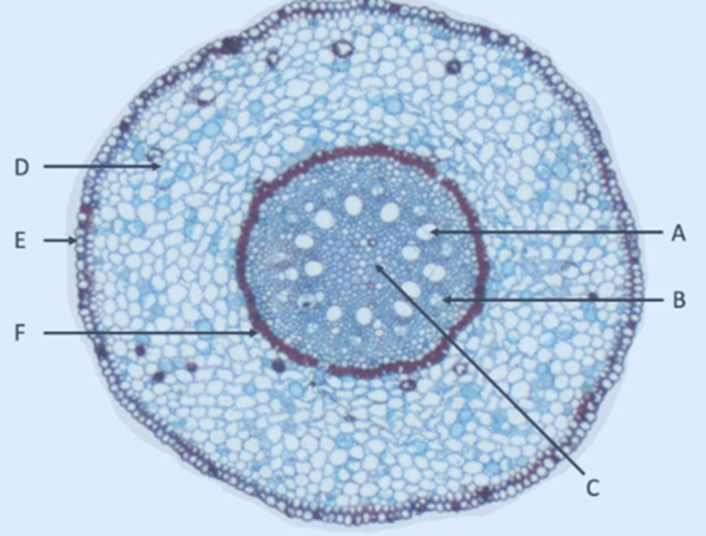 <p>E?</p>