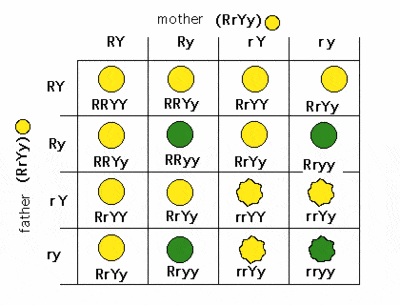 In peas, round is dominant to wrinkled and yellow is dominant to green. Based on this dihybrid cross, what fraction of the offspring will have wrinkled yellow seeds 