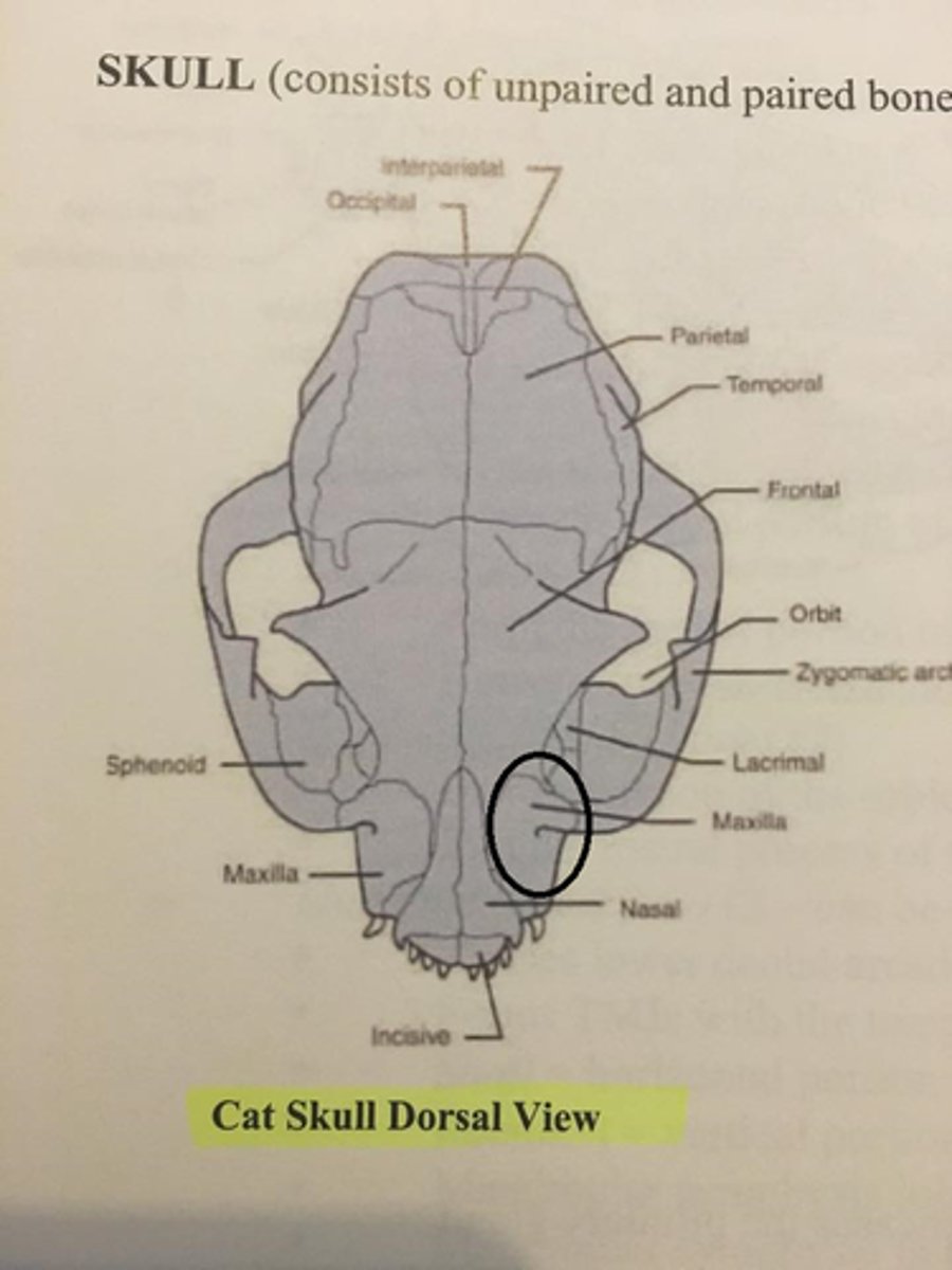 knowt flashcard image